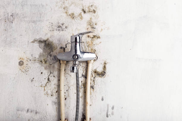 Best Certified Mold Removal  in Ludington, MI