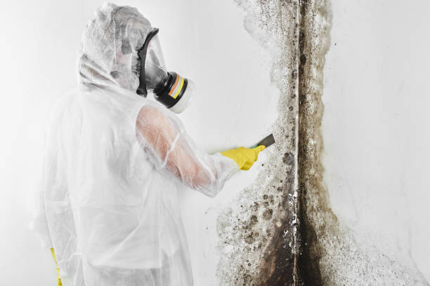 Attic Mold Removal in Ludington, MI