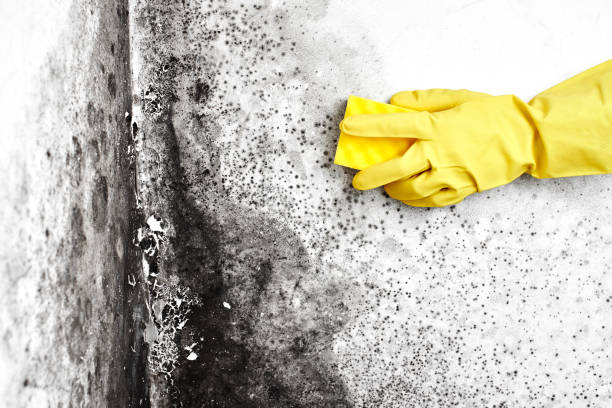 Best Office Mold Removal Services  in Ludington, MI