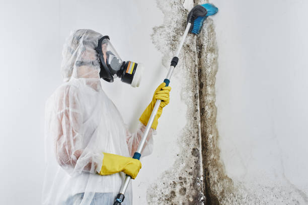 Trusted Ludington, MI Mold Removal Experts