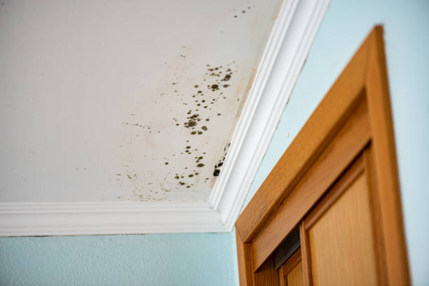 Certified Mold Removal in Ludington, MI