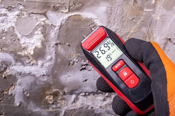 Mold Removal Process in Ludington, MI