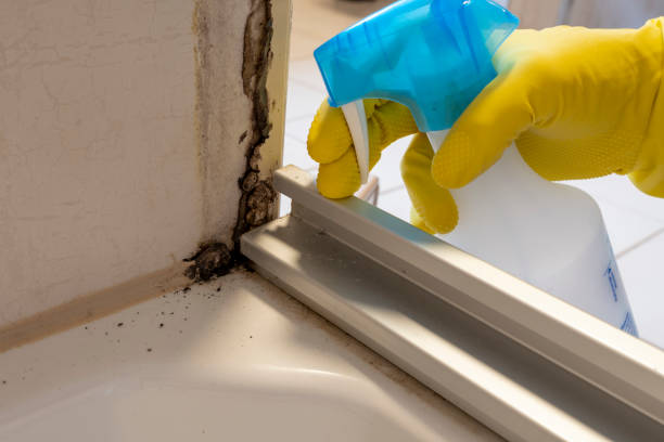 Best Mold Damage Repair  in Ludington, MI