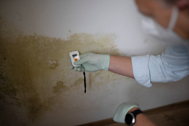 Best Mold Remediation  in Ludington, MI