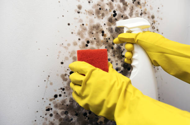 Best Water Damage Restoration  in Ludington, MI