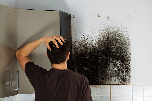 Best Toxic Mold Removal  in Ludington, MI